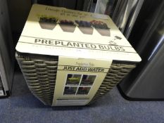 *Mixed Pre-Planted Bulbs