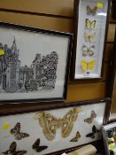 Two framed butterfly specimens together with another print