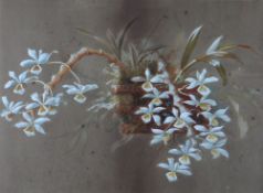 BRITISH SCHOOL framed watercolour - of orchids in hanging basket together with other framed oil on