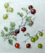MILDRED ELSIE ELDRIDGE RWS working drawing with body-colour - precise study of gooseberries and