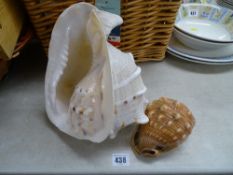 Large conch shell and one other