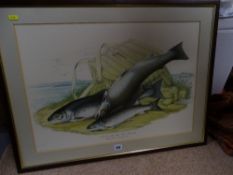 BART fine vintage print - 'Trout of the Solva...'