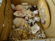 Collection of seashells etc