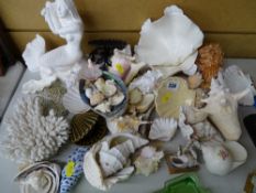 Collection of seashells and associated ornamental ware
