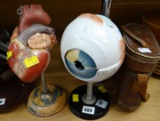 A model of the human eye together with a model of the heart & a cased set of binoculars