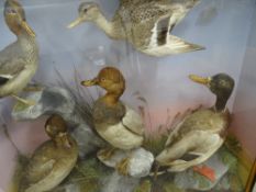 Hutchins, Aberystwyth cased taxidermy study of five ducks