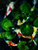 ANN BRIDGES oil based ink - study of koi carp swimming amongst vegetation, signed bottom right, 70 x