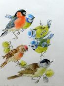 MILDRED ELDRIDGE pencil & watercolour - study of six British garden birds entitled 'Garden Birds',