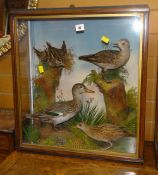 Taxidermy case of mixed birds in naturalistic setting to include duck, possibly quail Condition