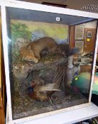 A large taxidermy case of fox & pheasant, the fox peering above from a pseudo rocky base & with