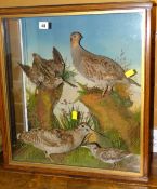 Cased taxidermy of mixed birds to include grey partridge in naturalistic setting Condition Report: