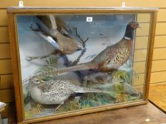 An antique three-bird taxidermy display preserved well and including a jay & two pheasants on