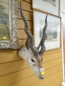 A wall-mounted taxidermy antelope head with horns Condition Report: please request* *Condition is