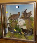 Cased taxidermy of mixed birds to include grey partridge, curlew etc in naturalistic setting