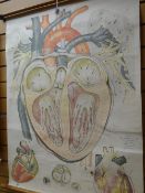 Twentieth century linen backed medical chart depicting the workings of the heart, supplied by Adam