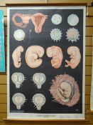 Twentieth century linen backed medical chart 'Human Embryology (early stages)', marked Ernst,