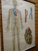 Twentieth century linen backed medical chart depicting veins, artery within a human & a heart,