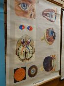 Twentieth century linen backed medical chart 'The Human Eye', supplied by Adam Rouilly & Co Ltd,