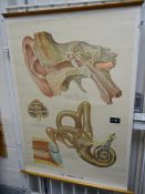Twentieth century linen backed medical chart 'The Human Ear', marked Ernst Klett Verlag Stuttgart