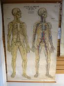 Twentieth century linen backed medical chart, marked 'American Frohse Anatomical Chart' edited,