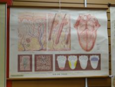 Twentieth century linen backed medical chart 'Skin & Tongue', marked Ernst Klett Verlag Stuttgart