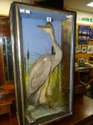 Cased taxidermy study of a standing heron in naturalistic surroundings, probably Hutchings of