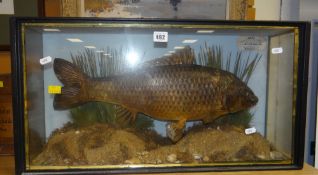 Taxidermy cased carp caught on 30 October 1913, Wroxham Broad Norfolk by Mr D W Wallace, member of
