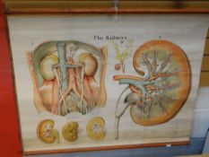 Twentieth century linen backed medical chart 'The Kidneys III' supplied by Adam Rouilly & Co,