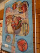 Twentieth century linen backed medical chart depicting the digestive system, marked Denoyer-