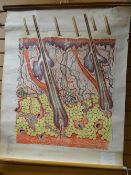 Twentieth century linen backed hanging medical chart detailing 'the skin', supplied by Adam, Rouilly
