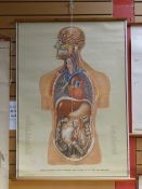 Twentieth century linen back medical chart 'Median Section of Head with Neck & Viscera of the