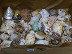 A large quantity of decorative sea shells