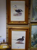 Pair of vintage framed prints - sea birds