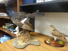 Taxidermy - two well modelled studies of birds