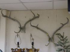 Pair of antlers