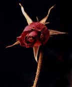 STEPHEN HOPKIN-JONES photographic print limited edition (1/20) - entitled 'Star Rose', signed, 59