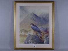 PHILLIP SNOW coloured limited edition (114/850) print - an alert peregrine falcon on a rock in a