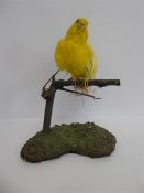 Miscellaneous Taxidermy