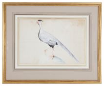 Colonial School, late 18th early 19th century 'White pheasant'