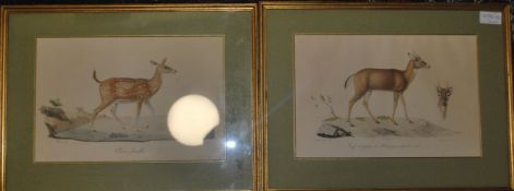 Two vintage early 20th century Edwardian prints of