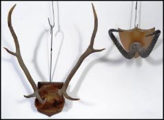 Two vintage 20th century taxidermy skull and horn examples mounted on oak shield backs. Measures