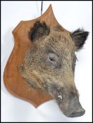 Taxidermy Interest A believed 20th century large  taxidermy boars head being mounted onto an oak