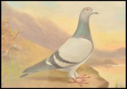 Andrew Beer (1862-1954) - A framed and glazed oil on canvas - Prize Racing Pigeon ' Expect '.