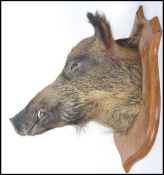 Taxidermy Interest A believed 20th century large  taxidermy boars head being mounted onto an oak