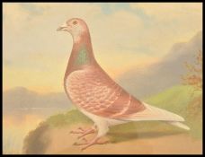 Andrew Beer (1862-1954) - A framed and glazed oil on canvas - Prize Racing Pigeon ' Old Bill '.