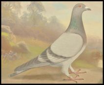 Andrew Beer (1862-1954) - A framed and glazed oil on canvas - Prize Racing Pigeon ' Northern Lass '.