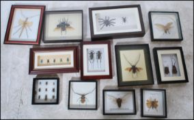 A good collection of Taxidermy framed and glazed bugs and insets to include many large examples,