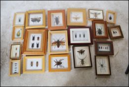 A good collection of Taxidermy framed and glazed bugs and insets to include many large examples,
