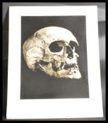 A vintage early 20th century anatomical print / plate of a human skull signed with notation to