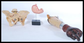A vintage 20th century Scientific resin life sized model of a Human pelvis along with a model of a